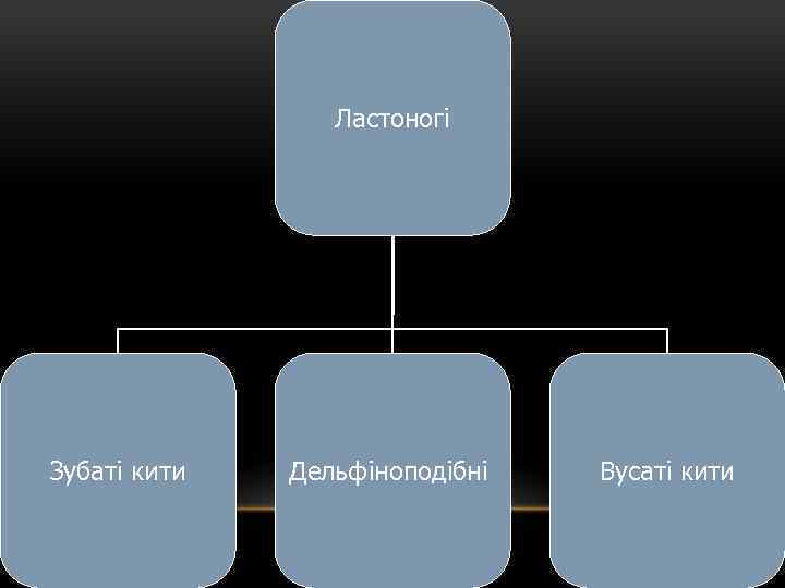 Ластоногі Зубаті кити Дельфіноподібні Вусаті кити 