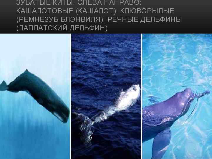 ЗУБАТЫЕ КИТЫ. СЛЕВА НАПРАВО: КАШАЛОТОВЫЕ (КАШАЛОТ), КЛЮВОРЫЛЫЕ (РЕМНЕЗУБ БЛЭНВИЛЯ), РЕЧНЫЕ ДЕЛЬФИНЫ (ЛАПЛАТСКИЙ ДЕЛЬФИН) 