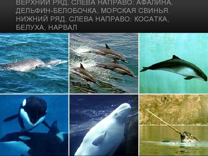ВЕРХНИЙ РЯД, СЛЕВА НАПРАВО: АФАЛИНА, ДЕЛЬФИН-БЕЛОБОЧКА, МОРСКАЯ СВИНЬЯ. НИЖНИЙ РЯД, СЛЕВА НАПРАВО: КОСАТКА, БЕЛУХА,
