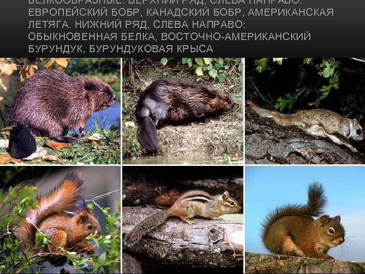 БЕЛКООБРАЗНЫЕ. ВЕРХНИЙ РЯД, СЛЕВА НАПРАВО: ЕВРОПЕЙСКИЙ БОБР, КАНАДСКИЙ БОБР, АМЕРИКАНСКАЯ ЛЕТЯГА. НИЖНИЙ РЯД, СЛЕВА