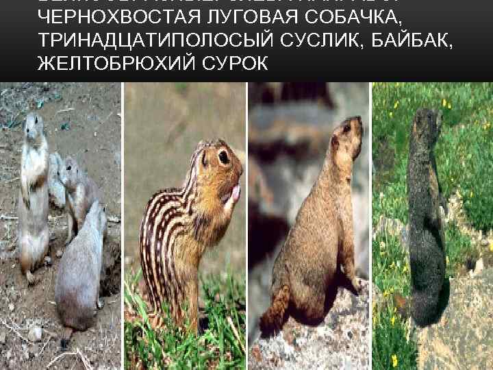 БЕЛКООБРАЗНЫЕ. СЛЕВА НАПРАВО: ЧЕРНОХВОСТАЯ ЛУГОВАЯ СОБАЧКА, ТРИНАДЦАТИПОЛОСЫЙ СУСЛИК, БАЙБАК, ЖЕЛТОБРЮХИЙ СУРОК 