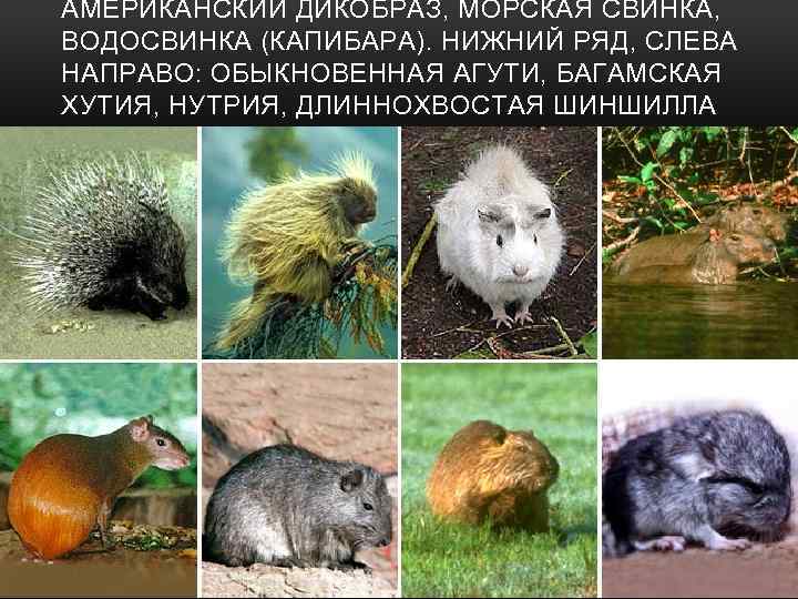 АМЕРИКАНСКИЙ ДИКОБРАЗ, МОРСКАЯ СВИНКА, ВОДОСВИНКА (КАПИБАРА). НИЖНИЙ РЯД, СЛЕВА НАПРАВО: ОБЫКНОВЕННАЯ АГУТИ, БАГАМСКАЯ ХУТИЯ,