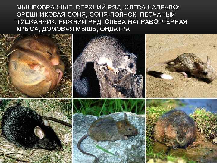 МЫШЕОБРАЗНЫЕ. ВЕРХНИЙ РЯД, СЛЕВА НАПРАВО: ОРЕШНИКОВАЯ СОНЯ, СОНЯ-ПОЛЧОК, ПЕСЧАНЫЙ ТУШКАНЧИК. НИЖНИЙ РЯД, СЛЕВА НАПРАВО: