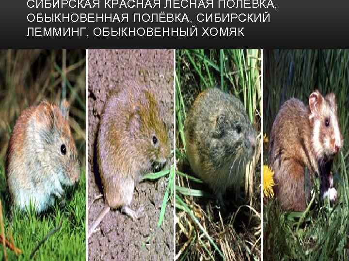 СИБИРСКАЯ КРАСНАЯ ЛЕСНАЯ ПОЛЁВКА, ОБЫКНОВЕННАЯ ПОЛЁВКА, СИБИРСКИЙ ЛЕММИНГ, ОБЫКНОВЕННЫЙ ХОМЯК 