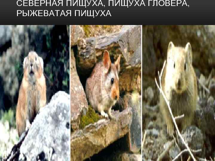 СЕВЕРНАЯ ПИЩУХА, ПИЩУХА ГЛОВЕРА, РЫЖЕВАТАЯ ПИЩУХА 