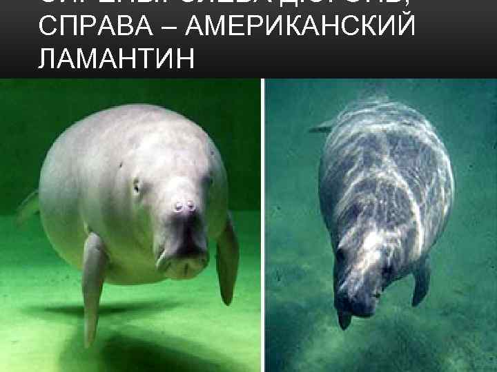 СИРЕНЫ. СЛЕВА ДЮГОНЬ, СПРАВА – АМЕРИКАНСКИЙ ЛАМАНТИН 