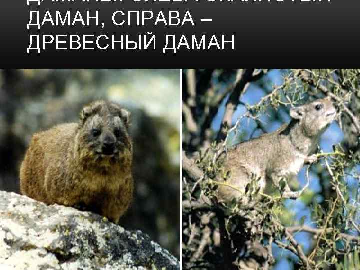 ДАМАНЫ. СЛЕВА СКАЛИСТЫЙ ДАМАН, СПРАВА – ДРЕВЕСНЫЙ ДАМАН 