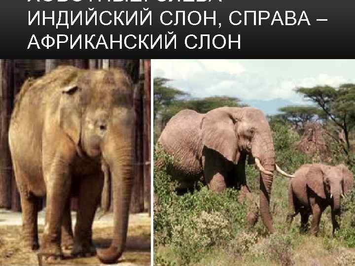 ХОБОТНЫЕ. СЛЕВА ИНДИЙСКИЙ СЛОН, СПРАВА – АФРИКАНСКИЙ СЛОН 