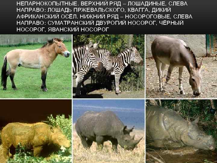 НЕПАРНОКОПЫТНЫЕ. ВЕРХНИЙ РЯД – ЛОШАДИНЫЕ, СЛЕВА НАПРАВО: ЛОШАДЬ ПРЖЕВАЛЬСКОГО, КВАГГА, ДИКИЙ АФРИКАНСКИЙ ОСЁЛ. НИЖНИЙ