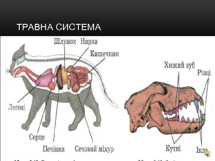 ТРАВНА СИСТЕМА 