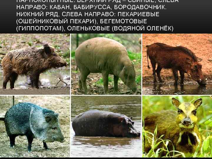 ПАРНОКОПЫТНЫЕ. ВЕРХНИЙ РЯД – СВИНЫЕ, СЛЕВА НАПРАВО: КАБАН, БАБИРУССА, БОРОДАВОЧНИК. НИЖНИЙ РЯД, СЛЕВА НАПРАВО: