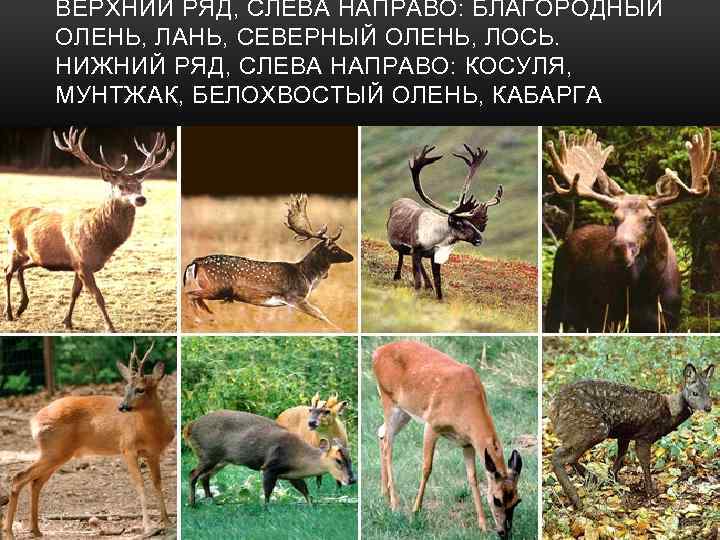 ВЕРХНИЙ РЯД, СЛЕВА НАПРАВО: БЛАГОРОДНЫЙ ОЛЕНЬ, ЛАНЬ, СЕВЕРНЫЙ ОЛЕНЬ, ЛОСЬ. НИЖНИЙ РЯД, СЛЕВА НАПРАВО: