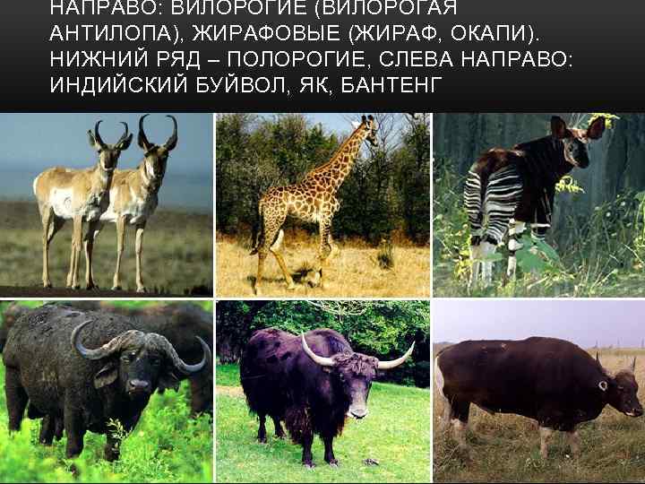 НАПРАВО: ВИЛОРОГИЕ (ВИЛОРОГАЯ АНТИЛОПА), ЖИРАФОВЫЕ (ЖИРАФ, ОКАПИ). НИЖНИЙ РЯД – ПОЛОРОГИЕ, СЛЕВА НАПРАВО: ИНДИЙСКИЙ