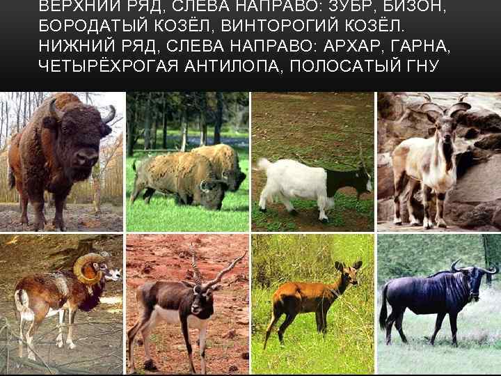 ВЕРХНИЙ РЯД, СЛЕВА НАПРАВО: ЗУБР, БИЗОН, БОРОДАТЫЙ КОЗЁЛ, ВИНТОРОГИЙ КОЗЁЛ. НИЖНИЙ РЯД, СЛЕВА НАПРАВО: