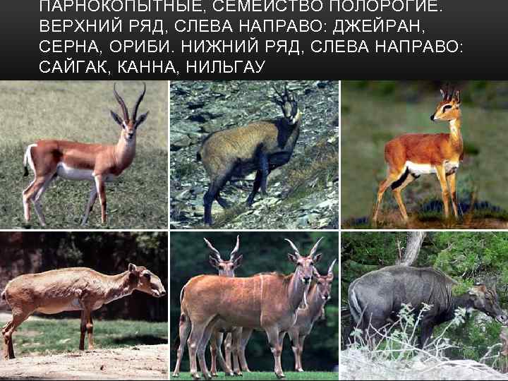 ПАРНОКОПЫТНЫЕ, СЕМЕЙСТВО ПОЛОРОГИЕ. ВЕРХНИЙ РЯД, СЛЕВА НАПРАВО: ДЖЕЙРАН, СЕРНА, ОРИБИ. НИЖНИЙ РЯД, СЛЕВА НАПРАВО: