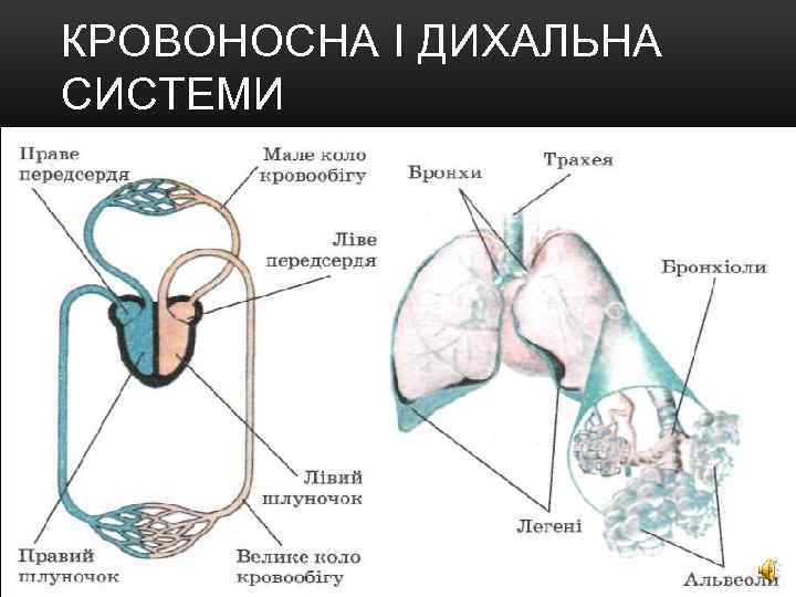 КРОВОНОСНА І ДИХАЛЬНА СИСТЕМИ 