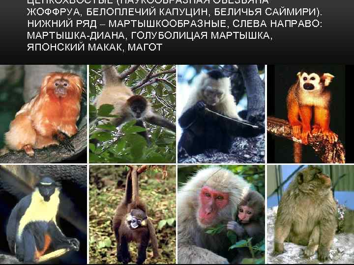 ЦЕПКОХВОСТЫЕ (ПАУКООБРАЗНАЯ ОБЕЗЬЯНА ЖОФФРУА, БЕЛОПЛЕЧИЙ КАПУЦИН, БЕЛИЧЬЯ САЙМИРИ). НИЖНИЙ РЯД – МАРТЫШКООБРАЗНЫЕ, СЛЕВА НАПРАВО: