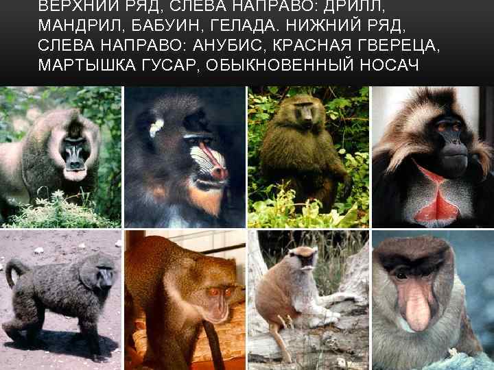 ВЕРХНИЙ РЯД, СЛЕВА НАПРАВО: ДРИЛЛ, МАНДРИЛ, БАБУИН, ГЕЛАДА. НИЖНИЙ РЯД, СЛЕВА НАПРАВО: АНУБИС, КРАСНАЯ