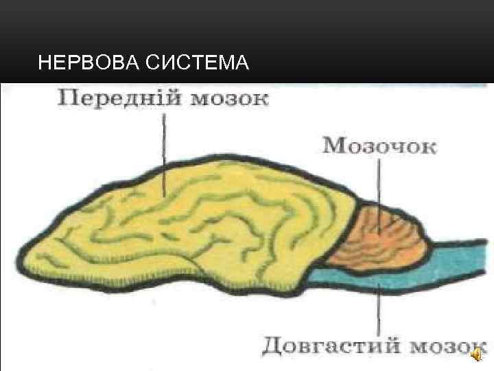 НЕРВОВА СИСТЕМА 