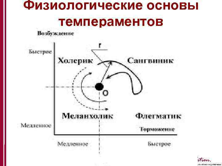 Физиологические основы темпераментов Ambition. 