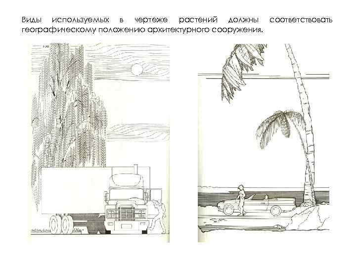 Виды используемых в чертеже растений должны соответствовать географическому положению архитектурного сооружения. 