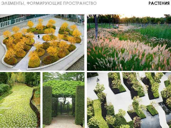 ЭЛЕМЕНТЫ, ФОРМИРУЮЩИЕ ПРОСТРАНСТВО РАСТЕНИЯ 