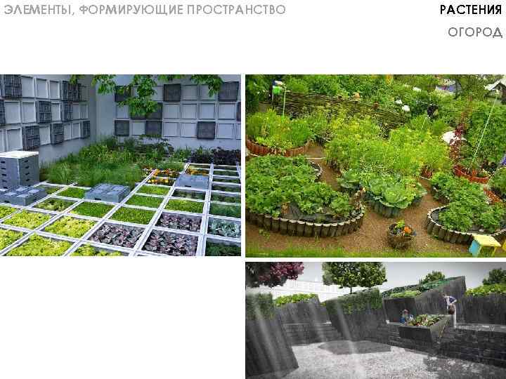 ЭЛЕМЕНТЫ, ФОРМИРУЮЩИЕ ПРОСТРАНСТВО РАСТЕНИЯ ОГОРОД 
