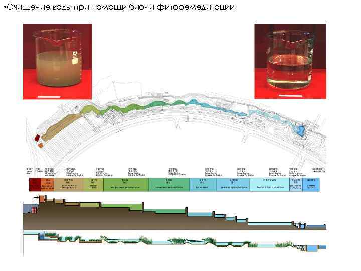  • Очищение воды при помощи био- и фиторемедитации 