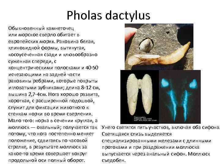 Pholas dactylus Обыкновенный камнеточец или морское сверло обитает в европейских морях. Раковина белая, клиновидной