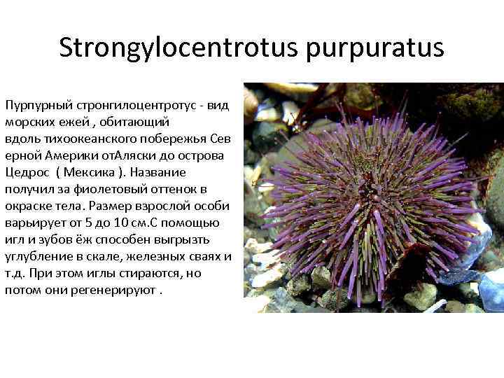 Strongylocentrotus purpuratus Пурпурный стронгилоцентротус вид морских ежей , обитающий вдоль тихоокеанского побережья Сев ерной