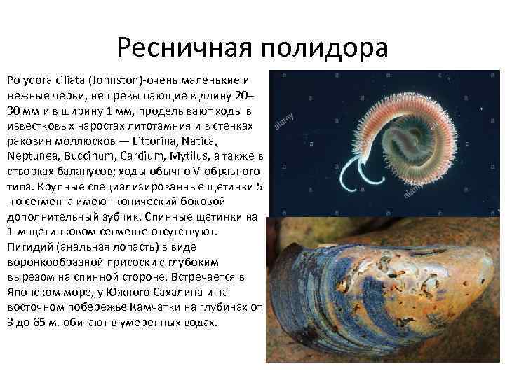 Ресничная полидора Polydora ciliata (Johnston) очень маленькие и нежные черви, не превышающие в длину