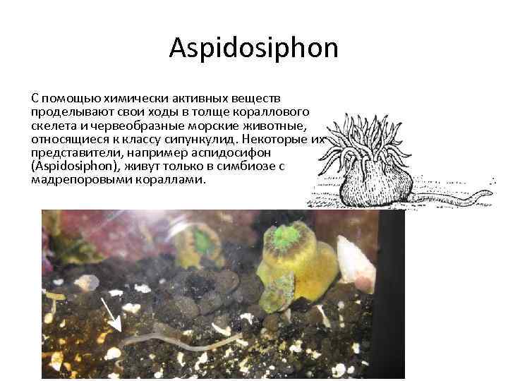 Aspidosiphon С помощью химически активных веществ проделывают свои ходы в толще кораллового скелета и