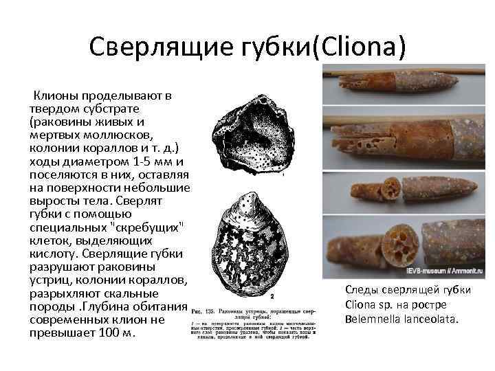 Сверлящие губки(Cliona) Клионы проделывают в твердом субстрате (раковины живых и мертвых моллюсков, колонии кораллов