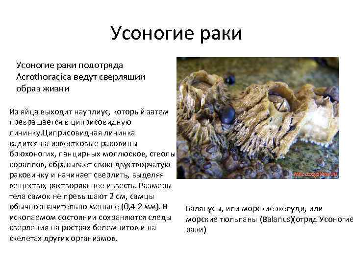 Усоногие раки подотряда Acrothoracica ведут сверлящий образ жизни Из яйца выходит науплиус, который затем