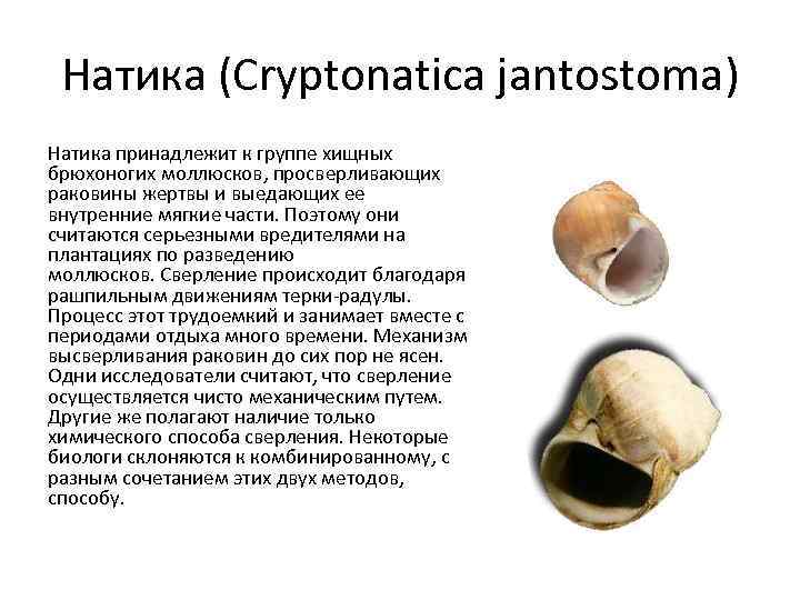 Натика (Cryptonatica jantostoma) Натика принадлежит к группе хищных брюхоногих моллюсков, просверливающих раковины жертвы и