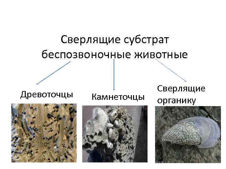 Сверлящие субстрат беспозвоночные животные Древоточцы Камнеточцы Сверлящие органику 