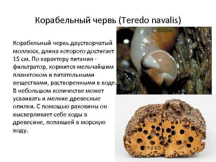 Корабельный червь (Teredo navalis) Корабельный червь двустворчатый моллюск, длина которого достигает 15 см. По