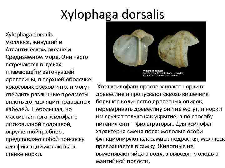 Xylophaga dorsalis моллюск, живущий в Атлантическом океане и Средиземном море. Они часто встречаются в