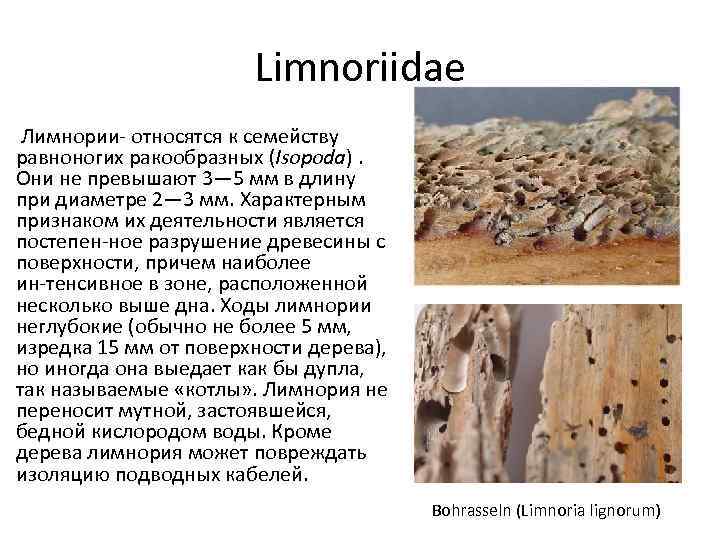 Limnoriidae Лимнории относятся к семейству равноногих ракообразных (Isopoda). Они не превышают 3— 5 мм