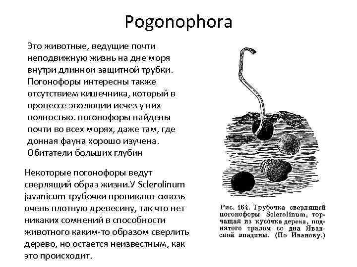 Pogonophora Это животные, ведущие почти неподвижную жизнь на дне моря внутри длинной защитной трубки.
