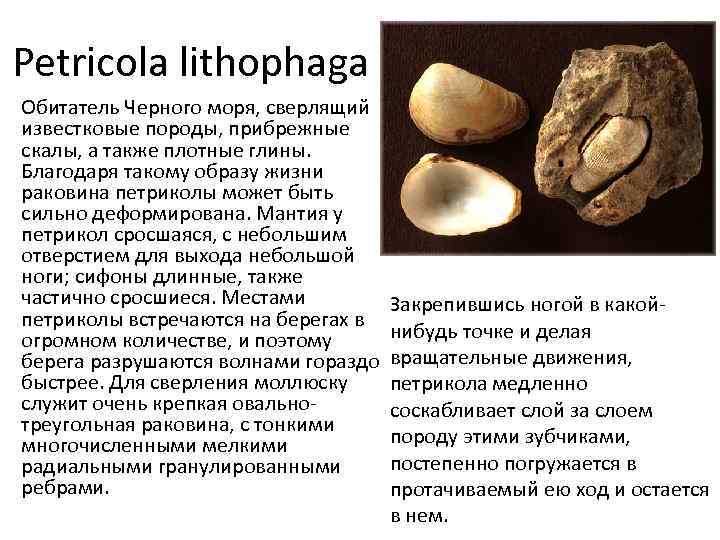 Petricola lithophaga Обитатель Черного моря, сверлящий известковые породы, прибрежные скалы, а также плотные глины.