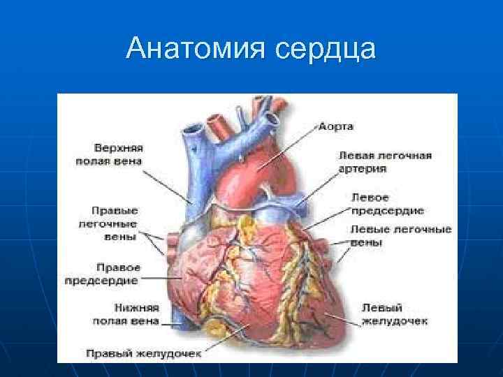Анатомия сердца 
