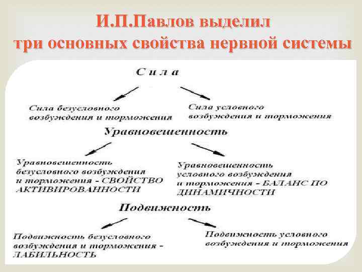 И. П. Павлов выделил три основных свойства нервной системы 