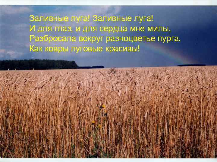 Заливные луга! И для глаз, и для сердца мне милы, Разбросала вокруг разноцветье пурга.