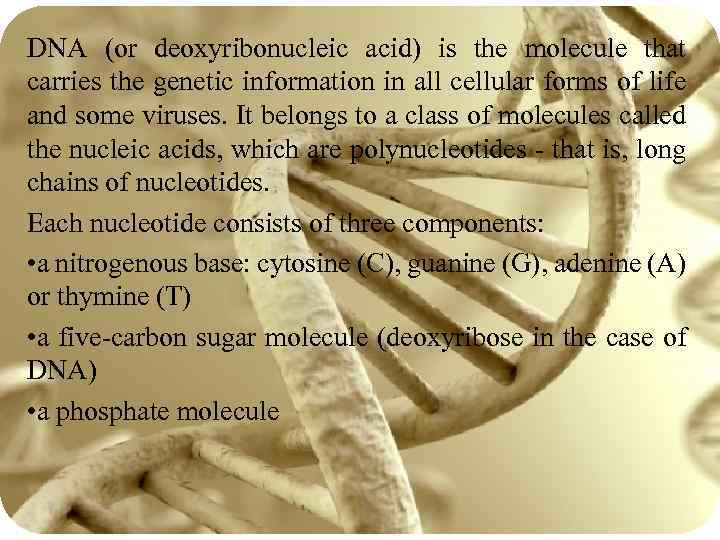 DNA (or deoxyribonucleic acid) is the molecule that carries the genetic information in all