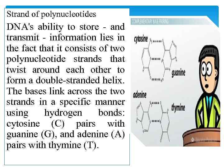 Strand of polynucleotides DNA's ability to store - and transmit - information lies in