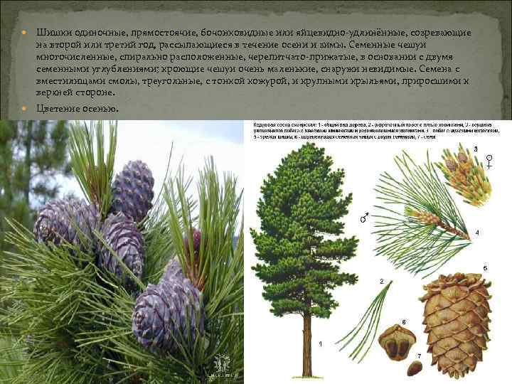 Шишки одиночные, прямостоячие, бочонковидные или яйцевидно-удлинённые, созревающие на второй или третий год, рассыпающиеся