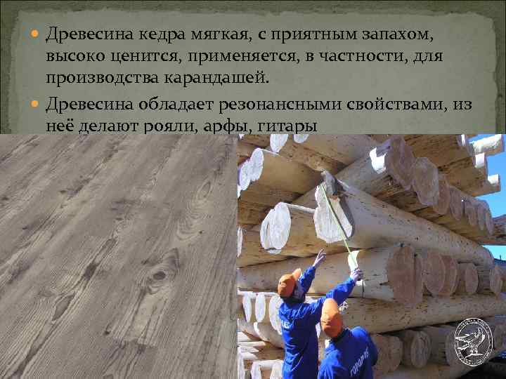  Древесина кедра мягкая, с приятным запахом, высоко ценится, применяется, в частности, для производства