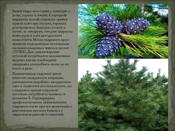  Хвоей кедра лечат цингу, живицей — раны, порезы и ожоги. В народной медицине