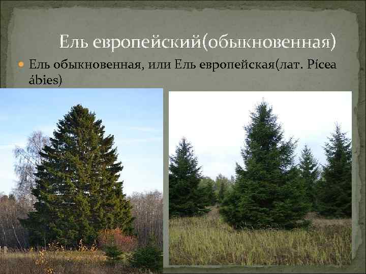 Ель европейский(обыкновенная) Ель обыкновенная, или Ель европейская(лат. Pícea ábies) 